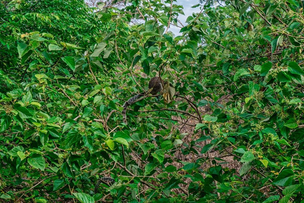Wildescape Polonnaruwa Villa ภายนอก รูปภาพ